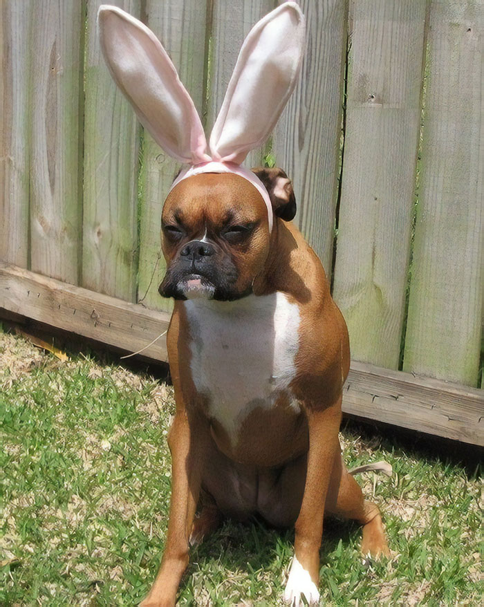 Boxer dog wearing bunny ears sits in front of a wooden fence, looking adorable and quirky.