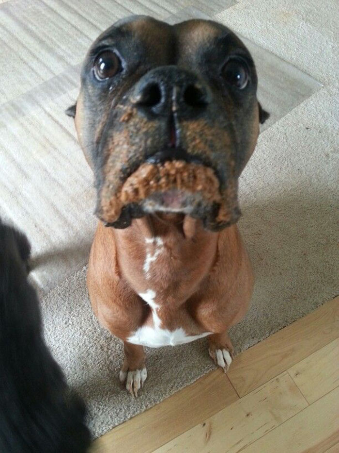 Boxer dog with a comical expression, looking adorable with a messy face on a carpeted floor.