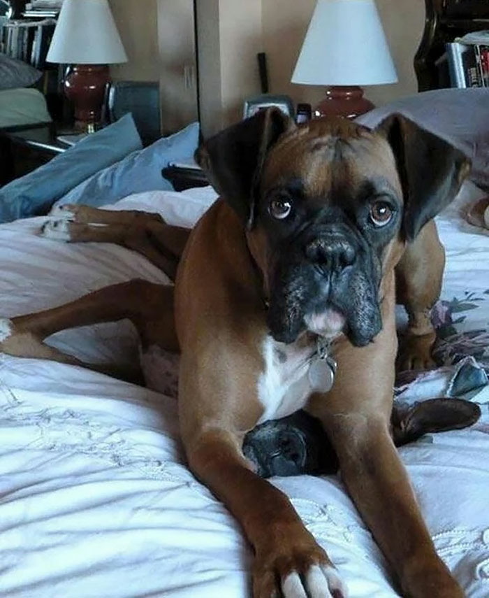 Boxer dog lying on a bed, showcasing their weird yet adorable nature.