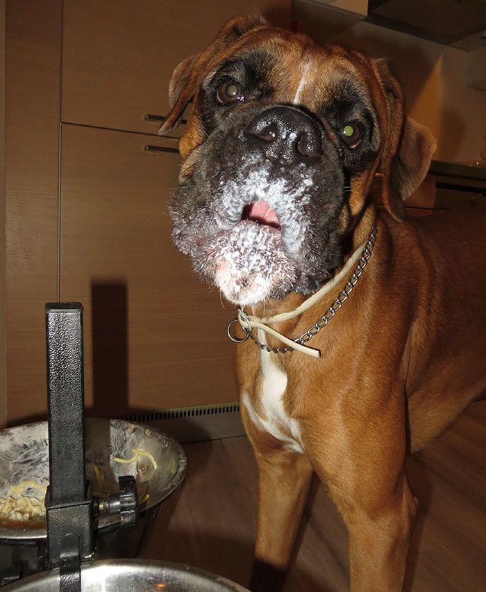 Boxer dog with a messy face standing by a food bowl, showing its adorable and quirky side.