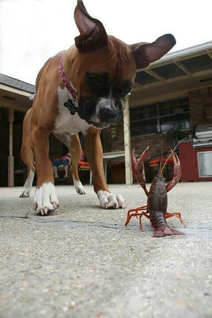 A curious Boxer dog playfully interacting with a small crawfish on a patio.