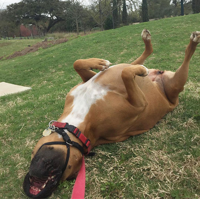 Funny boxer dog playfully rolling on grass, showcasing its adorable and quirky nature.