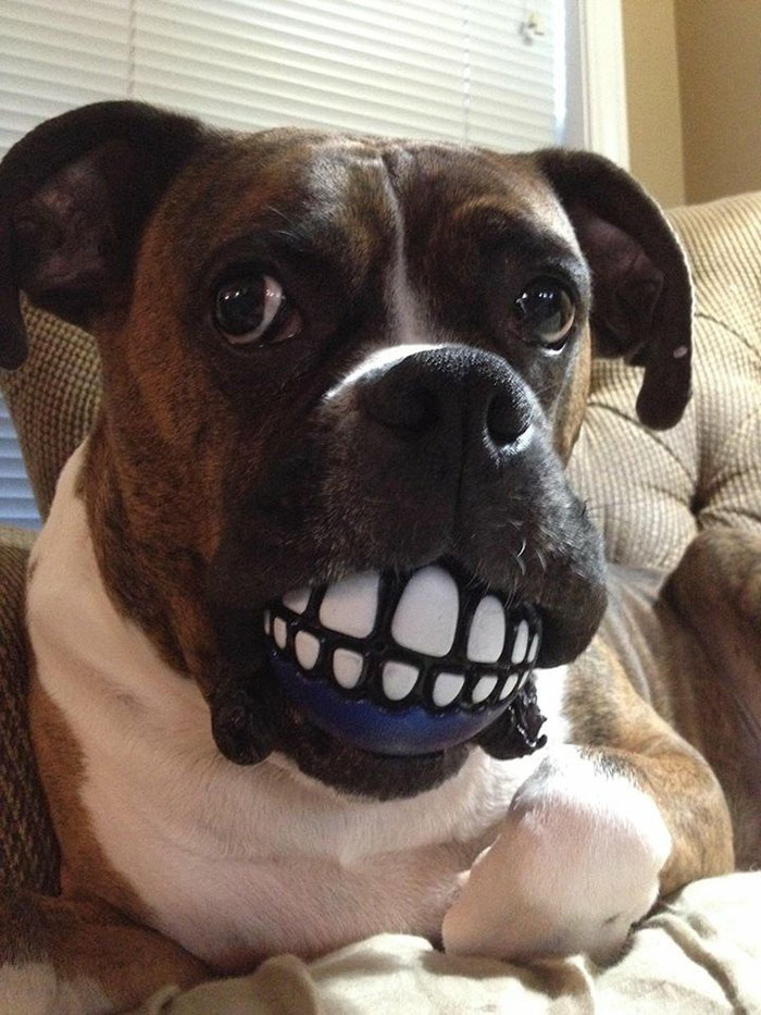 Boxer dog playfully biting a toy with fake teeth, showing its quirky and adorable nature indoors.