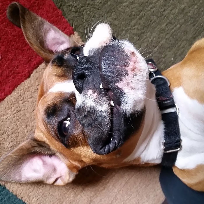 Boxer dog laying upside down with a funny expression on a rug, showcasing their adorable and quirky nature.
