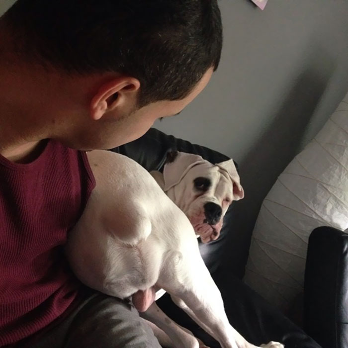 Man sitting with an adorable boxer dog on a couch, capturing a quirky moment.