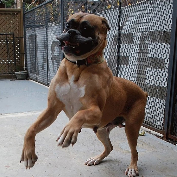 Playful boxer dog standing on hind legs with a goofy expression, showing its adorable and funny nature.
