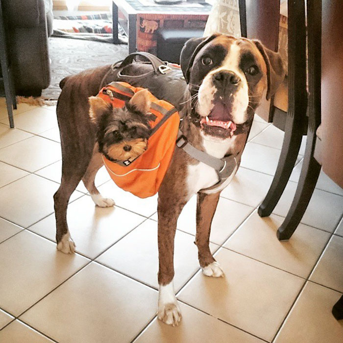 Boxer dog with a small dog in an orange backpack, looking adorable and quirky indoors.