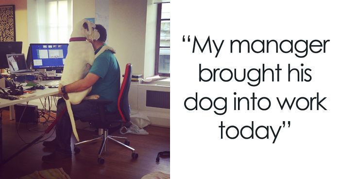 216 Hilarious Photos That Prove Boxers Are The Weirdest Yet Most Adorable Dogs Ever