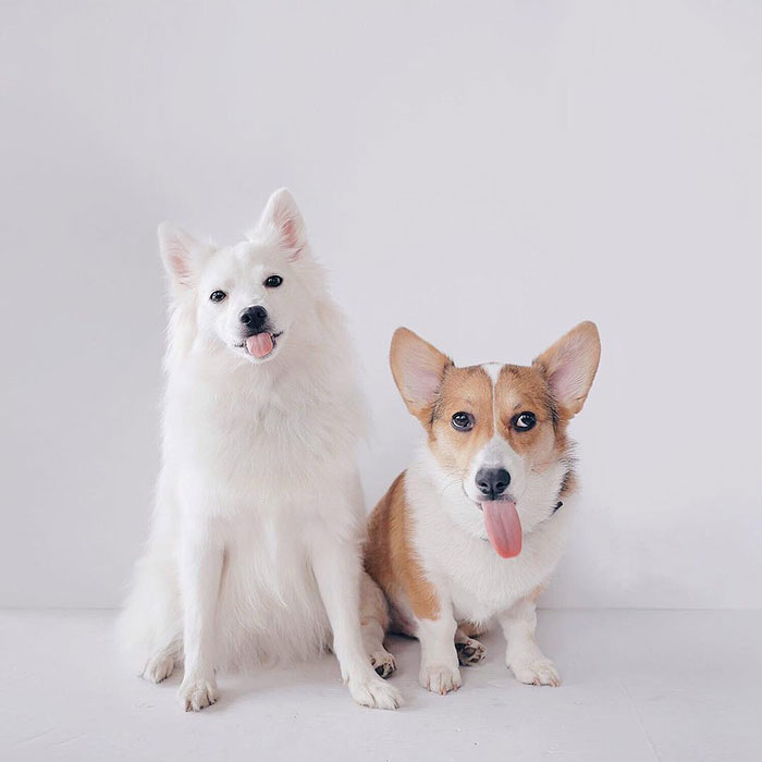 Guess Who Has A Longer Tongue