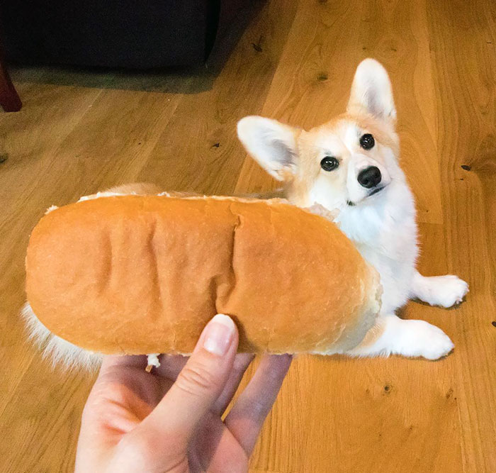 Did You Want Your Corgi Slightly Toasted Or Fresh?