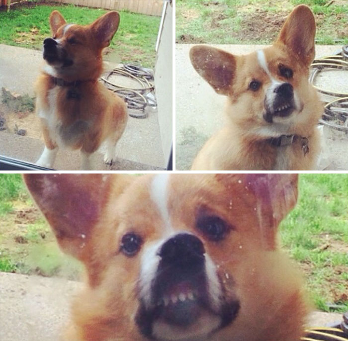 Maybe If I Stand Closer To The Glass Door They'll Let Me In