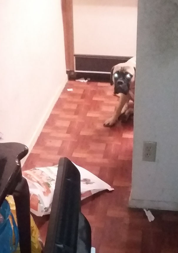 Woke Up To My Bullmastiff Crying. Turns Out She Knocked Over An Empty Bag Of Dog Food And "Trapped" Herself In The Kitchen, She Was Too Scared To Walk Across It