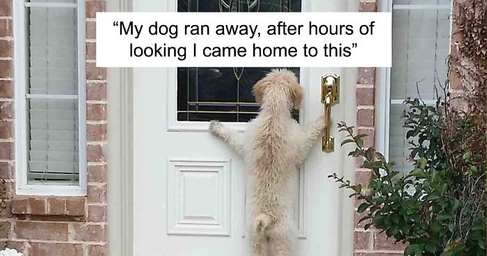 122 Idiot Dogs That Will Crack You Up
