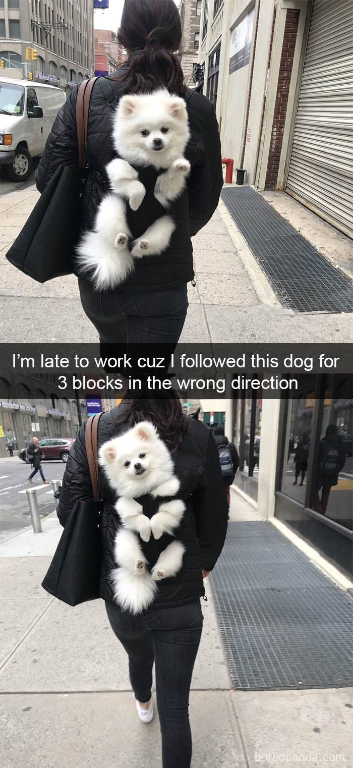 I'm Late To Work Cuz I Followed This Dog For 3 Blocks In The Wrong Direction
