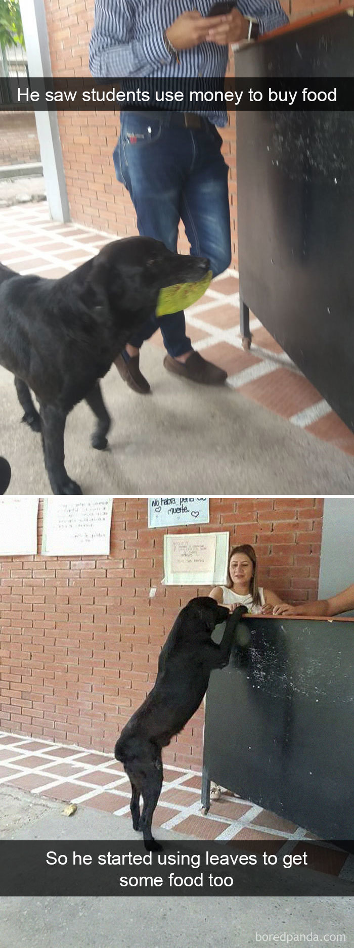 After Seeing Students Use Money To Buy Food, Dog Uses Leaves To Get Some Too