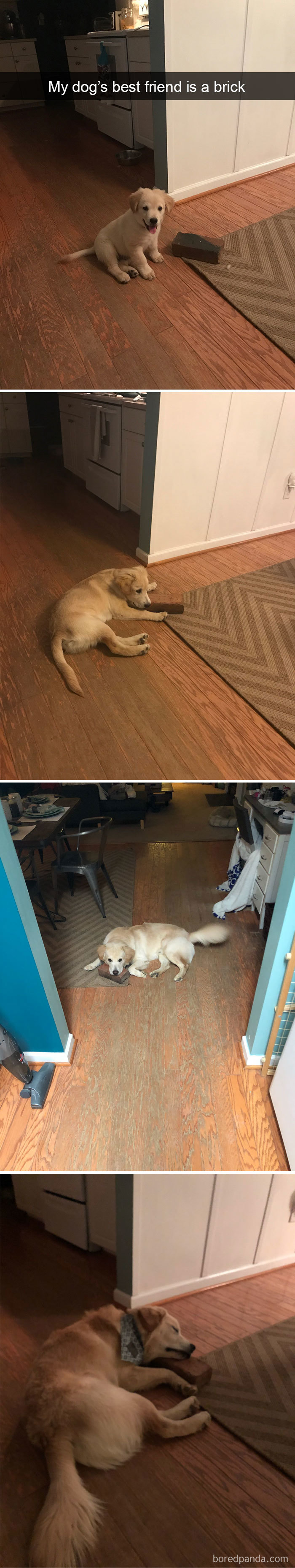 My Dog's Best Friend Is A Brick