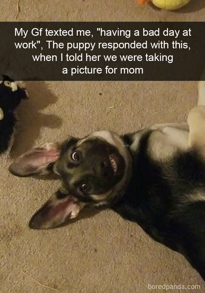 My Gf Texted Me, "Having A Bad Day At Work", The Puppy Responded With This, When I Told Her We Were Taking A Picture For Mom