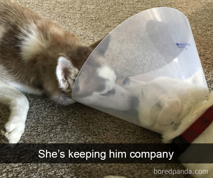 She’s Keeping Him Company