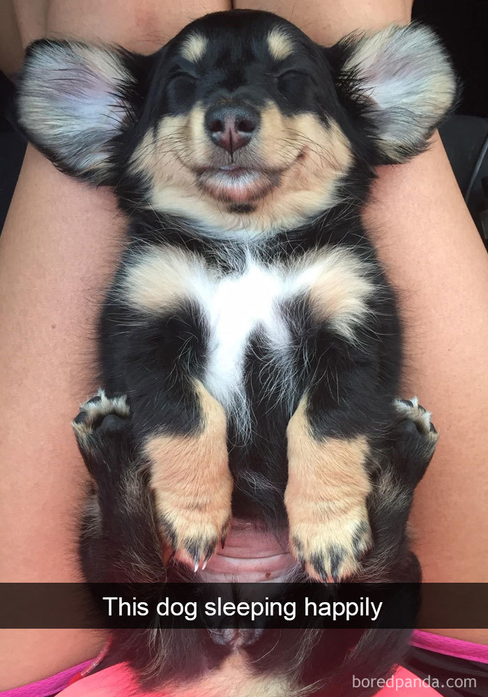 This Dog Sleeping Happily