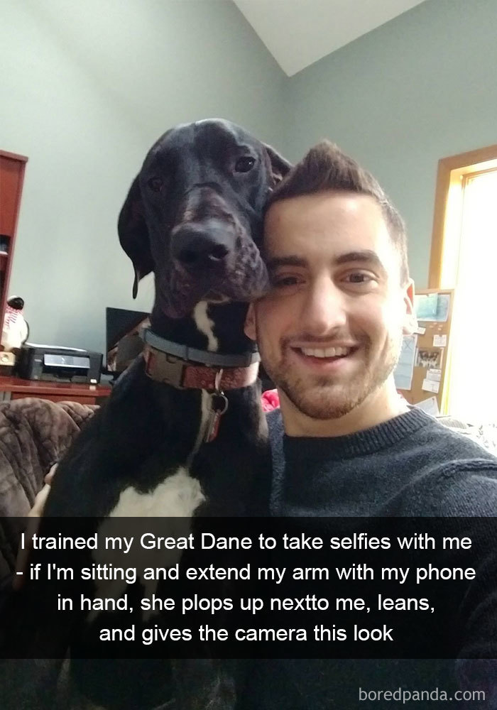 I Trained My Great Dane To Take Selfies With Me - If I'm Sitting And Extend My Arm With My Phone In Hand, She Plops Up Next To Me, Leans, And Gives The Camera This Look