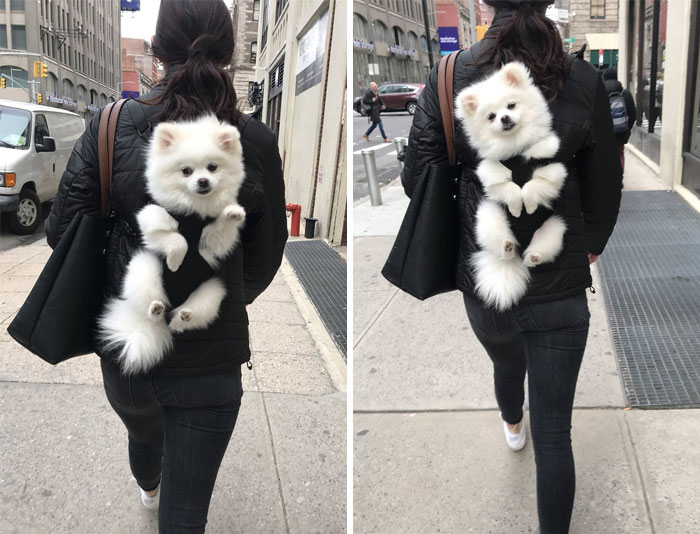 10+ Divertidos snapchats con perros con los que es imposible no reírse (6ª parte)