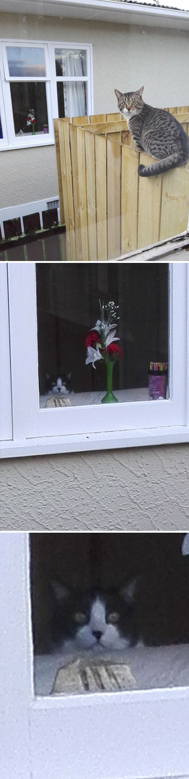 I Was Trying To Take A Nice Photo Of My Cat When I Noticed The Neighbours Cat In The Background