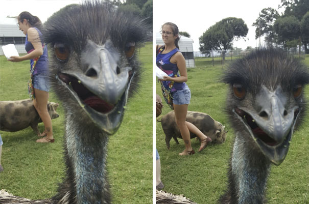 Went To A Petting Zoo. Friend Got Stepped On By A Pig. I Couldn't Have Planned These Pictures If I'd Tried!