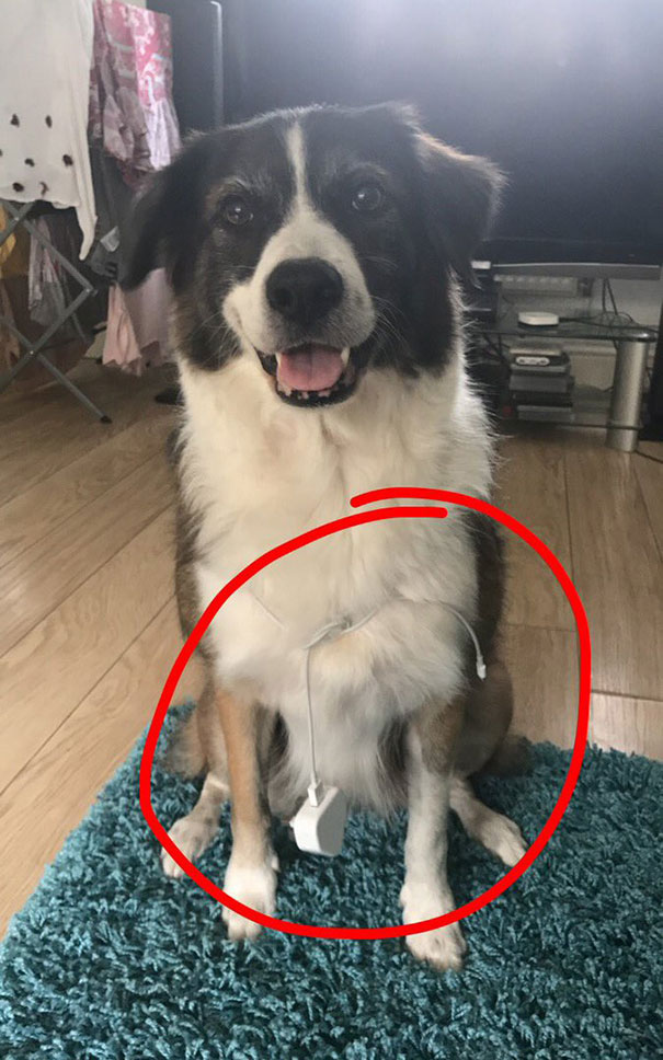 Asked My Mom If She Could Bring My Charger Downstairs, She Replied "Shout The Dog". She's From The Future, I Guess