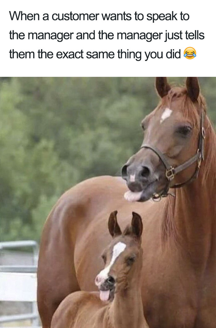 Horse and foal make funny faces, illustrating a relatable scenario from restaurant memes.