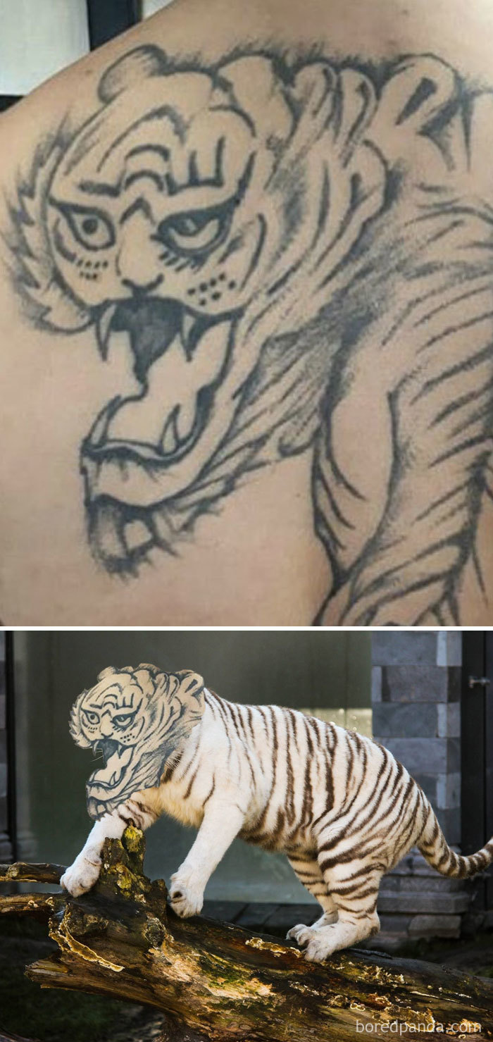 Face-swapped tiger tattoo on skin and a white tiger to highlight tattoo quality.
