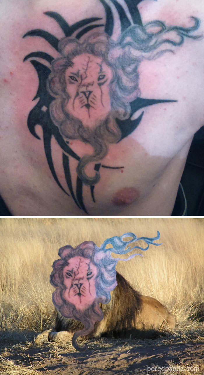 Face-swapped lion tattoo compared on skin and a real lion, showcasing humorous tattoo design.