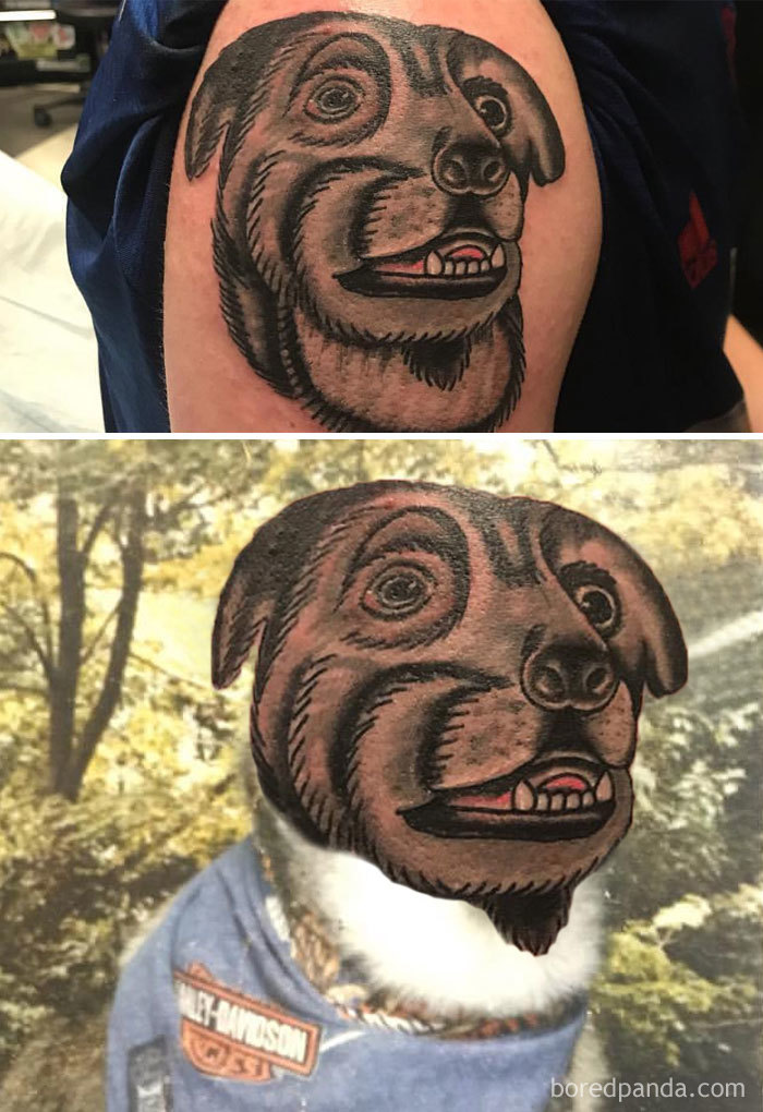 Face swapped tattoo of a dog showing exaggerated features on an arm and a matching dog photo.