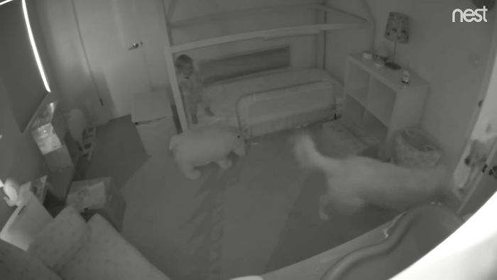 Parents Can't Believe Their Eyes After Seeing Security Tape: Dogs Help Toddler Escape Room So She'd Give Them Snacks Parents Can't Believe Their Eyes After Seeing Security Tape: Dogs Help Toddler Escape Room So She'd Give Them Snacks