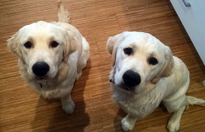 Parents Can't Believe Their Eyes After Seeing Security Tape: Dogs Help Toddler Escape Room So She'd Give Them Snacks Parents Can't Believe Their Eyes After Seeing Security Tape: Dogs Help Toddler Escape Room So She'd Give Them Snacks