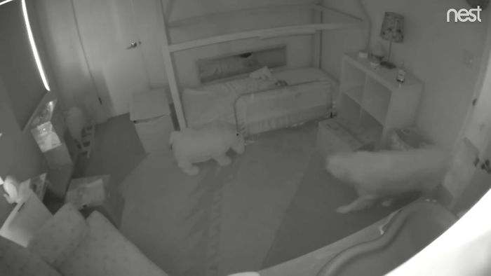 Parents Can't Believe Their Eyes After Seeing Security Tape: Dogs Help Toddler Escape Room So She'd Give Them Snacks Parents Can't Believe Their Eyes After Seeing Security Tape: Dogs Help Toddler Escape Room So She'd Give Them Snacks