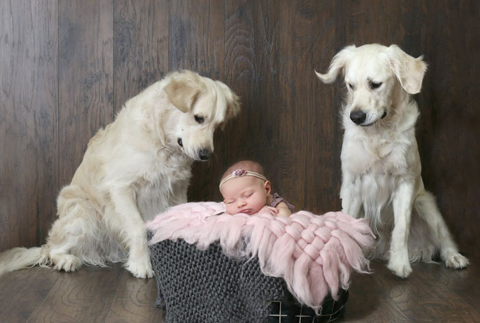 Parents Can't Believe Their Eyes After Seeing Security Tape: Dogs Help Toddler Escape Room So She'd Give Them Snacks Parents Can't Believe Their Eyes After Seeing Security Tape: Dogs Help Toddler Escape Room So She'd Give Them Snacks