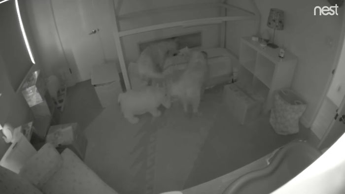 Parents Can't Believe Their Eyes After Seeing Security Tape: Dogs Help Toddler Escape Room So She'd Give Them Snacks Parents Can't Believe Their Eyes After Seeing Security Tape: Dogs Help Toddler Escape Room So She'd Give Them Snacks