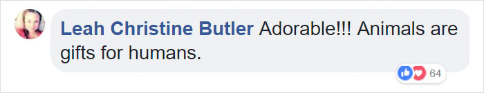 Parents Can't Believe Their Eyes After Seeing Security Tape: Dogs Help Toddler Escape Room So She'd Give Them Snacks