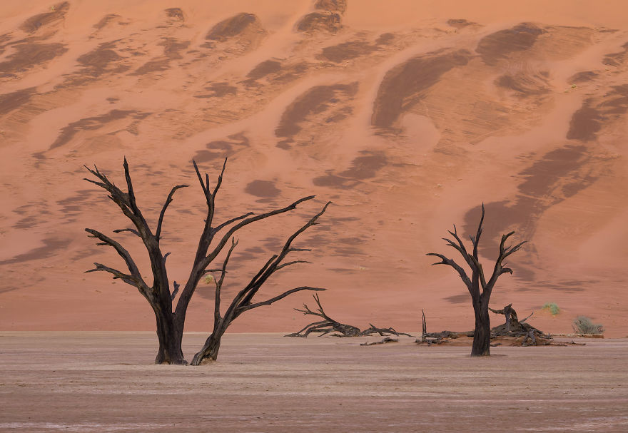 Images Of The Dead Trees Of Deadvlei In Magical Mist After A Rainstorm