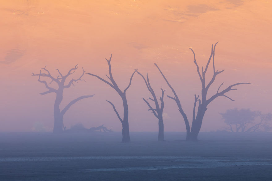 Images Of The Dead Trees Of Deadvlei In Magical Mist After A Rainstorm Images Of The Dead Trees Of Deadvlei In Magical Mist After A Rainstorm