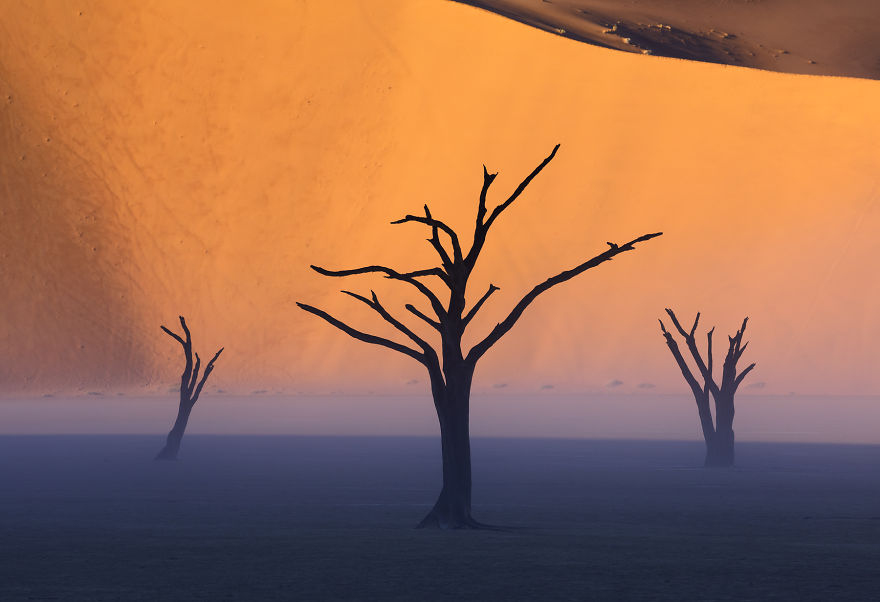 Images Of The Dead Trees Of Deadvlei In Magical Mist After A Rainstorm Images Of The Dead Trees Of Deadvlei In Magical Mist After A Rainstorm