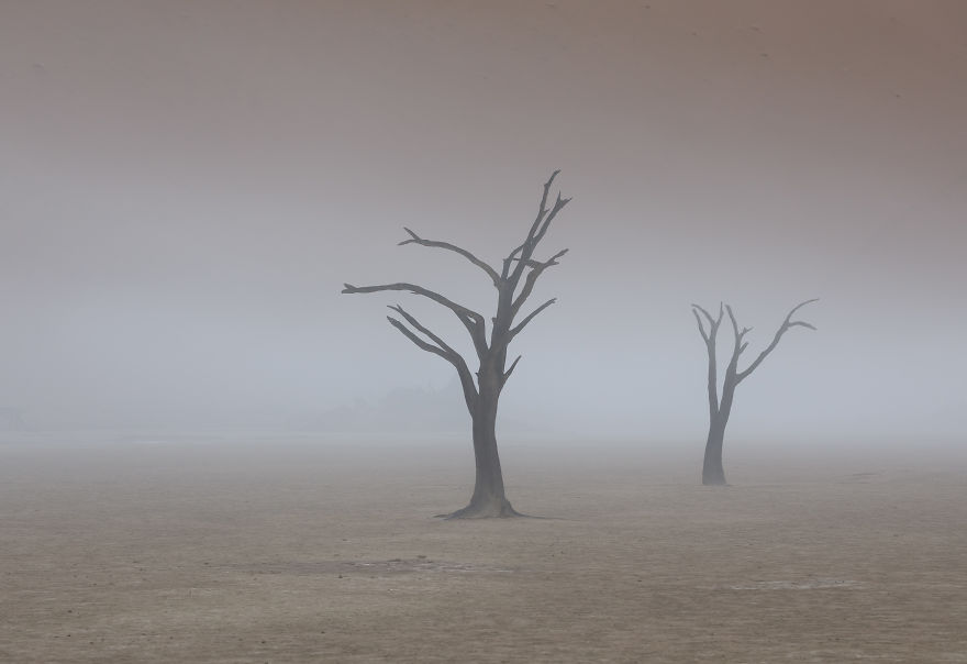 Images Of The Dead Trees Of Deadvlei In Magical Mist After A Rainstorm Images Of The Dead Trees Of Deadvlei In Magical Mist After A Rainstorm