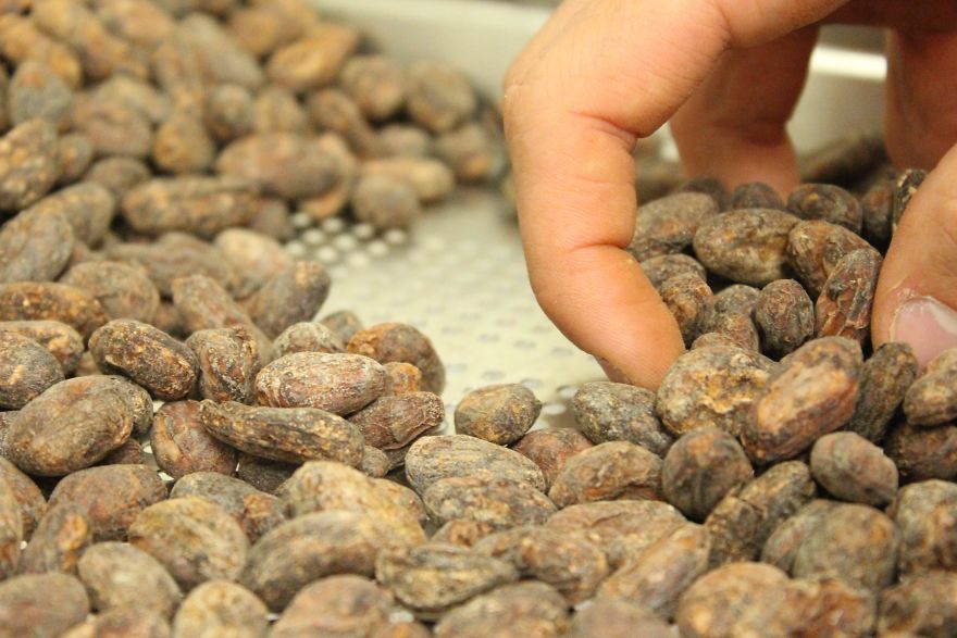 I'm A Chocolate Maker, And Here's How The Chocolate is Made From Bean To Bar I'm A Chocolate Maker, And Here's How The Chocolate is Made From Bean To Bar