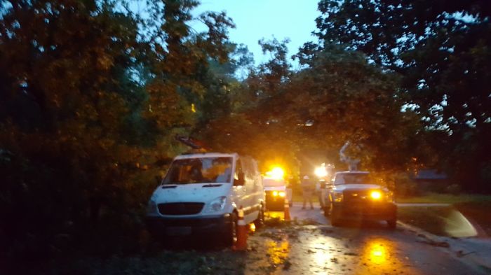 A Few Days Ago A Tree Fell In Our Front Yard (Please Read Description)