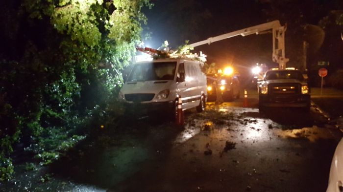 A Few Days Ago A Tree Fell In Our Front Yard (Please Read Description)