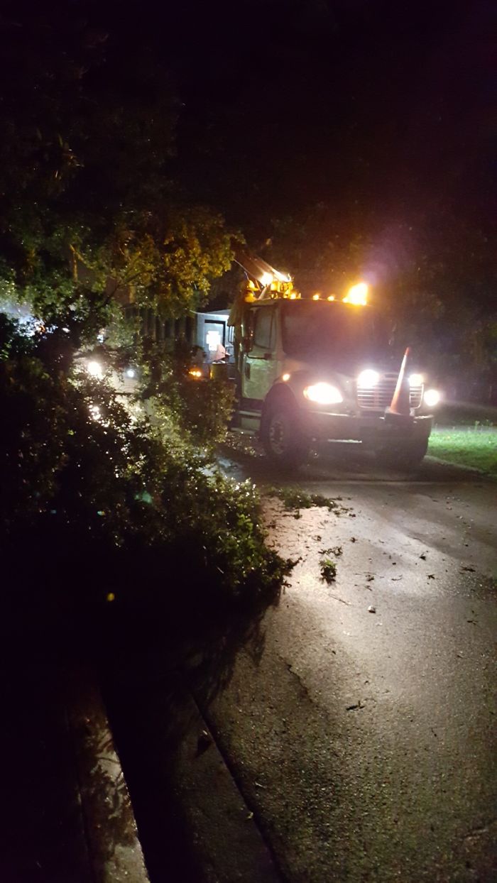 A Few Days Ago A Tree Fell In Our Front Yard (Please Read Description)