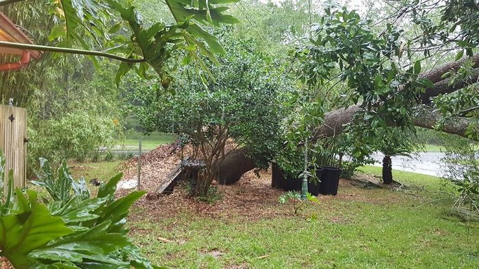 A Few Days Ago A Tree Fell In Our Front Yard (Please Read Description) A Few Days Ago A Tree Fell In Our Front Yard (Please Read Description)