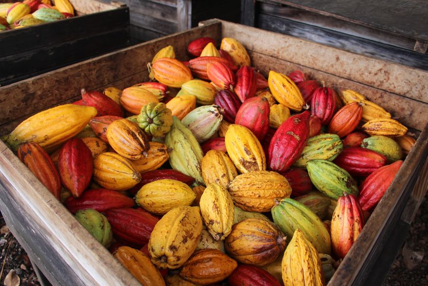 I'm A Chocolate Maker, And Here's How The Chocolate is Made From Bean To Bar