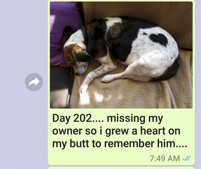 Mother Sends Her Son Pictures Of His Dog Everyday And The Reason Will Melt Your Heart Mother Sends Her Son Pictures Of His Dog Everyday And The Reason Will Melt Your Heart