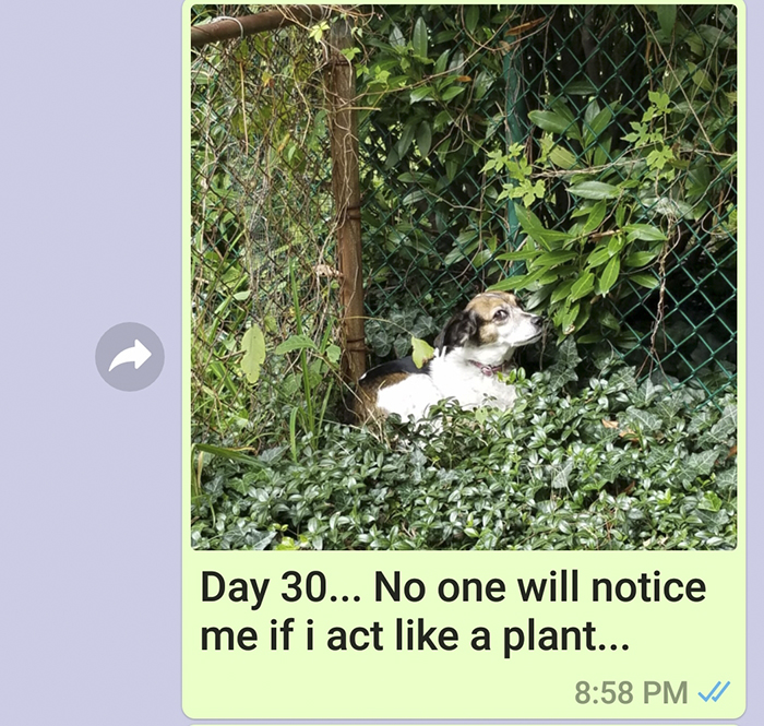 Mother Sends Her Son Pictures Of His Dog Everyday And The Reason Will Melt Your Heart Mother Sends Her Son Pictures Of His Dog Everyday And The Reason Will Melt Your Heart